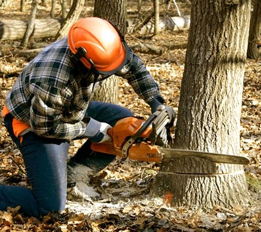 Tree Removal in Gibson, LA